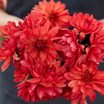 Dahlia decorativo Parc Floral de Paris