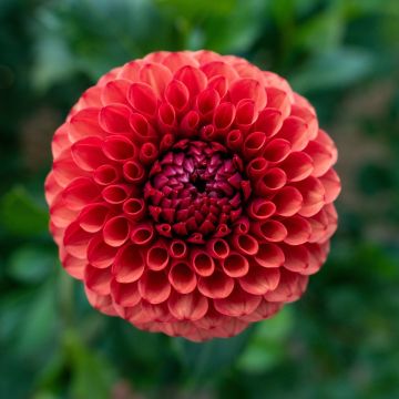 Dalia ball Brown Sugar