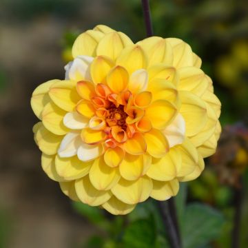 Dalia ball Double Jill