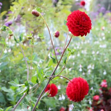 Dalia ball Red Fox