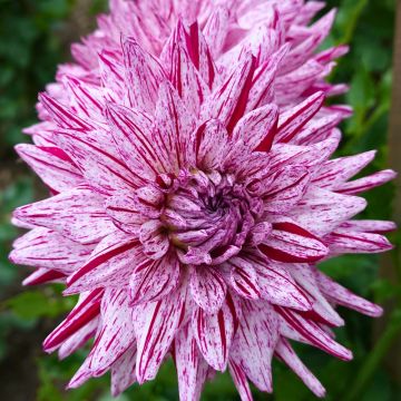 Dalia cactus Blackberry Ripple