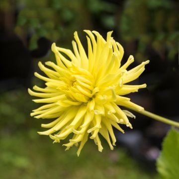 Dalia Cactus Kennemerland
