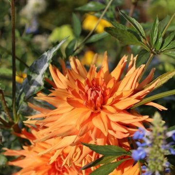 Dalia Cactus Ludwig Helfert