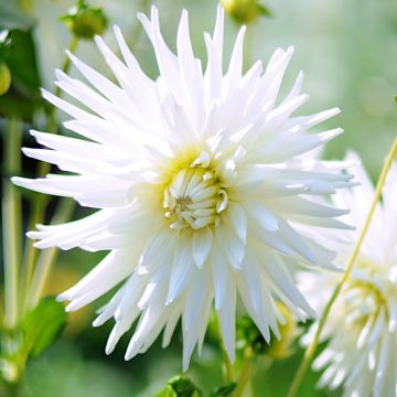 Dalia Cactus My Love