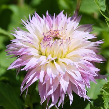 Dalia Cactus Nenekasi