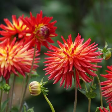 Dalia cactus a grandi Fiori Bora Bora