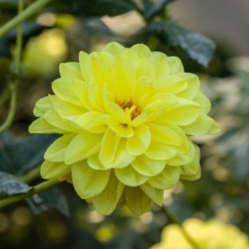 Dalia decorativa Glory of Heemstede