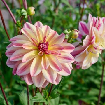 Dalia decorativa Happy Butterfly