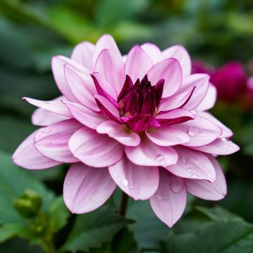 Dalia decorativa Seduction