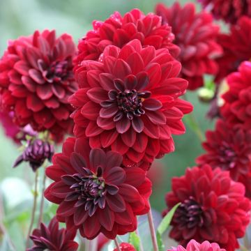 Dalia decorativa Arabian Night