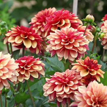 Dahlia decorativo Crème de Cognac