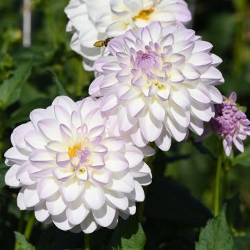 Dalia decorativa Evelyne