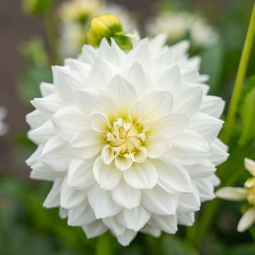 Dalia decorativa Karma Maarten Zwaan