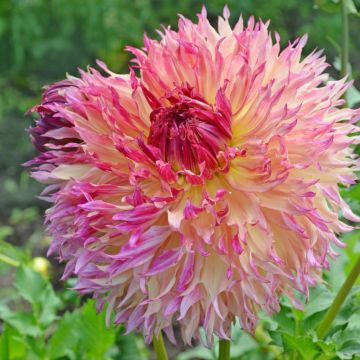 Dalia gigante Myrtle's Folly