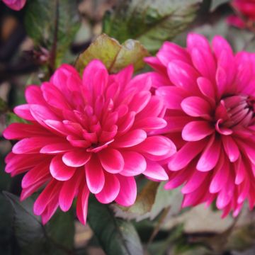 Dalia decorativa Purple Flame