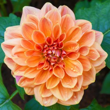 Dalia decorativa Rancho