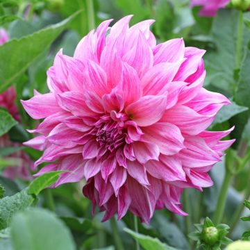 Dalia decorativa gigante Café au Lait Royal