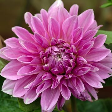 Dalia gigante Lavender Perfection