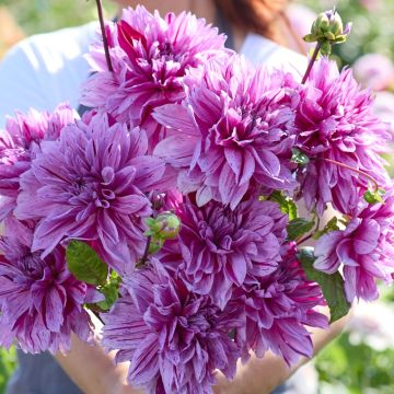 Dahlia gigante Nikolas Tesla