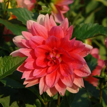 Dalia nana Berliner Kleene