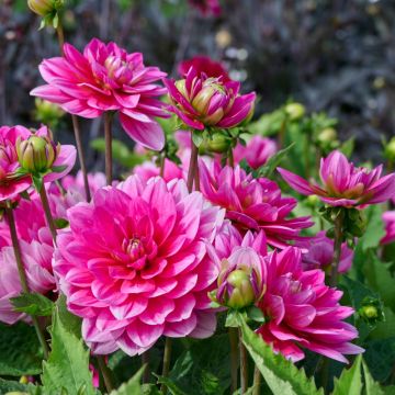 Dalia decorativa gigante Emory Paul