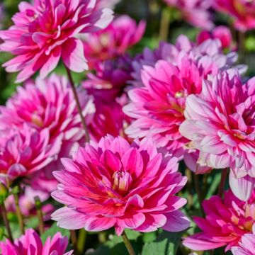 Dalia nana Bluesette