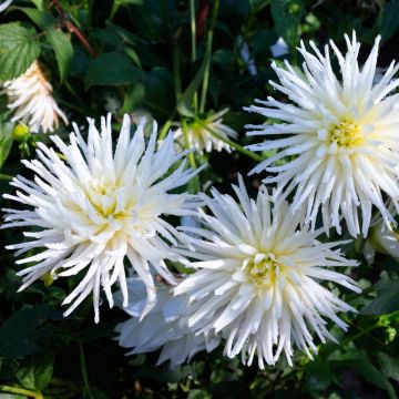 Dalia cactus nana Playa Blanca