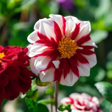 Dalia paesaggio Fire and Ice