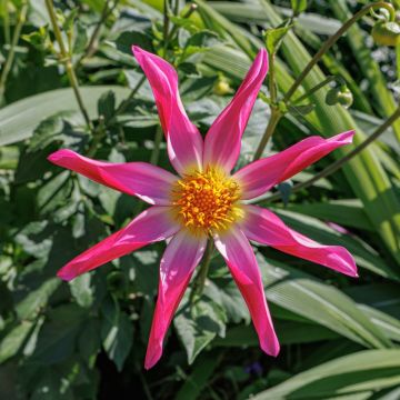 Dalia Honka Pink