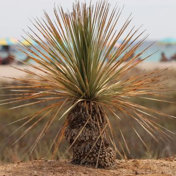 Dasilirio o Dasylirion longissimum