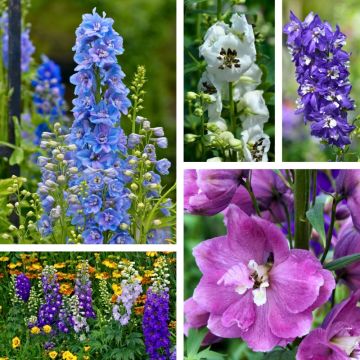 Delphinium Magic Fountains in miscuglio
