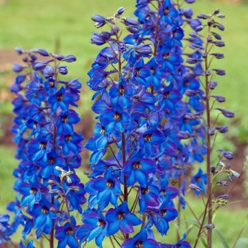 Speronella o Delphinium  Pacific Black Knight