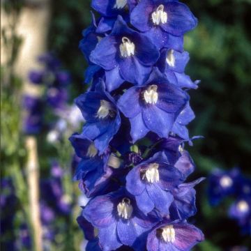 Speronella o Delphinium Pacific Blue Bird