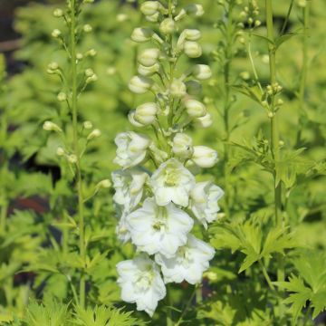 Speronella o Delphinium Pacific Galahad