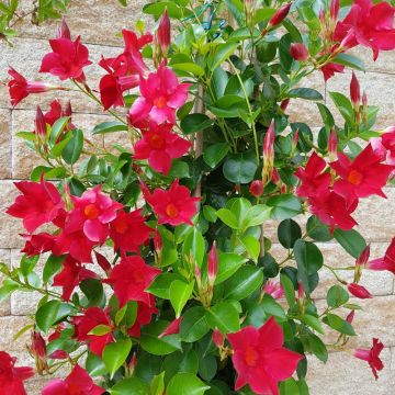 Dipladenia SUNDAVILLE Pink