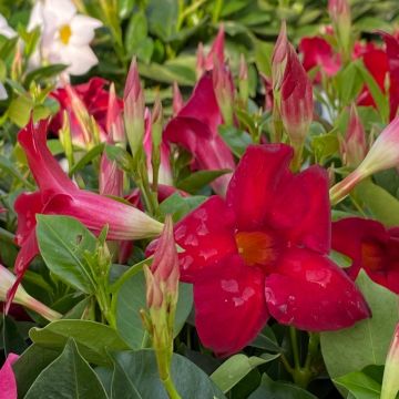 Dipladenia SUNDAVILLE Red