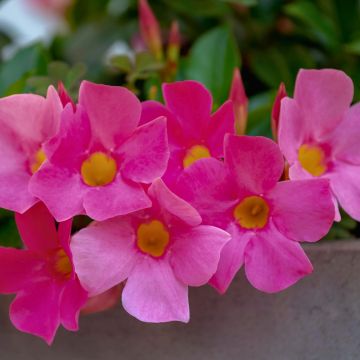 Dipladenia BELLA Pink