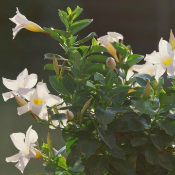 Dipladenia BELLA White