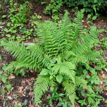 Dryopteris filix-mas o Felce maschio
