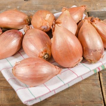 Scalogno Red Sun Scalogno Red Sun