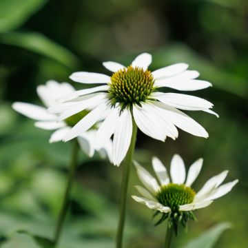 Echinacea Virgin