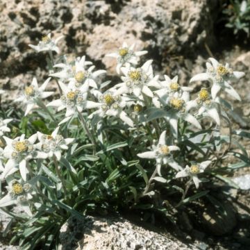 Stella Alpina o Edelweiss