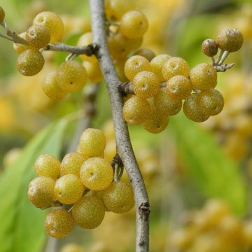 Eleagno o Elaeagnus Fortunella