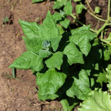 Spinacio gigante d'inverno