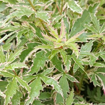 &Eacute;rable du Japon - Acer palmatum Butterfly Pot de 4L/5L