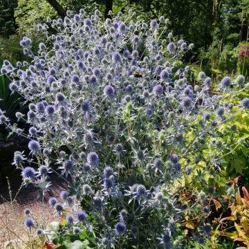 Eringio o Eryngium planum