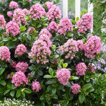 Escallonia nana Pink Elle