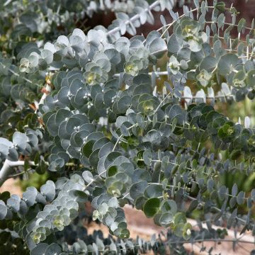 Eucalipto o Eucalyptus Baby Blue