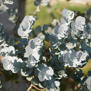 Eucalipto o Eucalyptus gunnii Azura