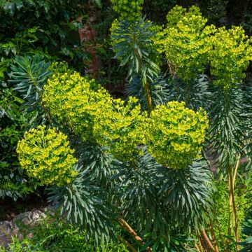 Euforbia o Euphorbia characias wulfenii